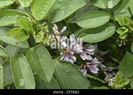 Flowers on fava bean plant growing in garden before beans have started to develop Stock Photo