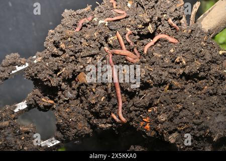 Gardner with fork on holding domestic compost with earthworms Stock Photo