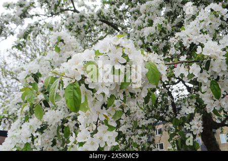 Copenhagen/ Denmark/10 May 2024 /Springs blooms in danish capital ...