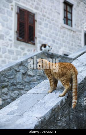 Kotor, Montenegro. Orange tabby cat and calico cat on old stone ledges in old city with red shutters Stock Photo