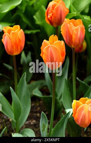 The orange flower of a Princess Irene tulip. Stock Photo