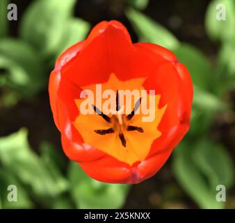 A single Oxford tulip seen from overhead. Stock Photo