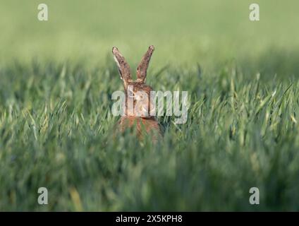 Peek a Boo hiding  in the crop. A shy Brown Hare ( Lepus europaeus ) peeping out through the farmers crop  of growing wheat . Suffolk, UK Stock Photo