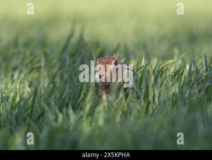 Peek a Boo hiding  in the crop. A shy Brown Hare ( Lepus europaeus ) peeping out through the farmers crop  of growing wheat . Suffolk, UK Stock Photo