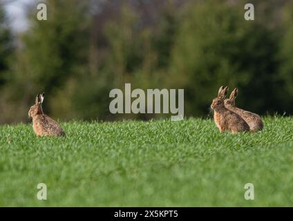 Three's a crowd . Three Brown Hares (Lepus europaeus ) showing courtship behaviour, sitting together in the sun , on the farmers wheat. Suffolk UK Stock Photo