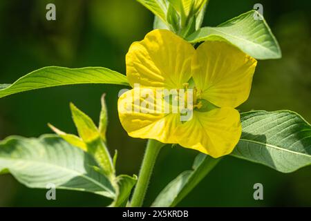 A Yellow Water Primrose (Ludwigia peruviana) at Sweetwater Wetlands Preserve along Paynes Prairie in Gainesville, Florida. (USA) Stock Photo