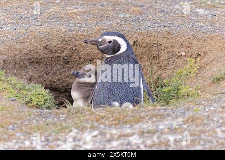 Chile, Los Pinguinos Natural Monument, Magdalena Island. Magellanic penguin adult and young in nest. Stock Photo