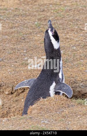 Chile, Los Pinguinos Natural Monument, Magdalena Island. Magellanic penguin in nest. Stock Photo