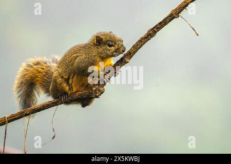 Costa Rica, Cordillera de Talamanca. Red-tailed squirrel climbing vine. Stock Photo