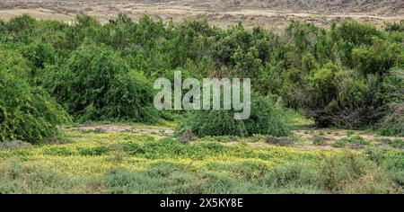 Swathes of yellow, green, white and purple flowers in the Namib Desert after the first rains. Stock Photo