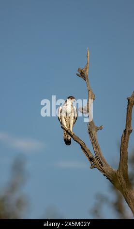 An African hawk eagle, Aquila spilogaster, perched on a dead tree. Stock Photo