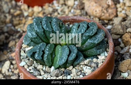 Haworthia truncata growing in desert, Namaqualand, South Africa Stock Photo