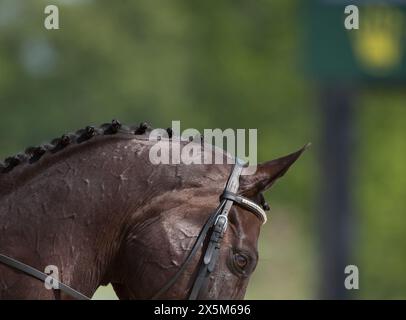 close crop of horses neck and head with braided mane of button braids for horse show competition horse wearing leather english bridle well turned out Stock Photo