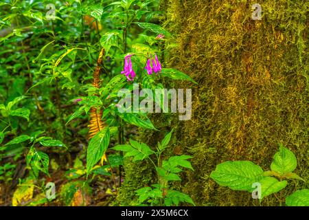 Costa Rica, Cordillera de Talamanca. blooming flower Stock Photo