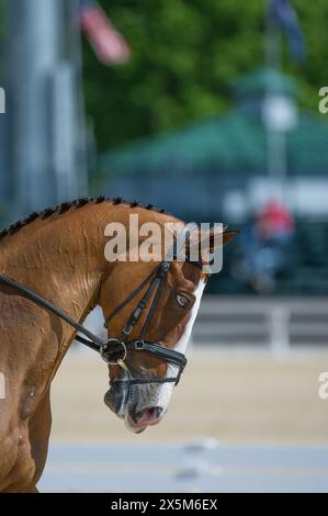 bay dressage horse with braided mane in dressage competition ring horse with white blaze facial marking horse on the bit wearing leather bridle  verti Stock Photo