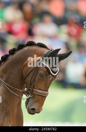 bay dressage horse with braided mane in dressage competition ring horse on the bit wearing leather double bridle with double reins ear cover over ears Stock Photo