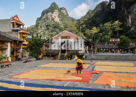 Rice harvest in Dong Van, Ha Giang, Vietnam Stock Photo