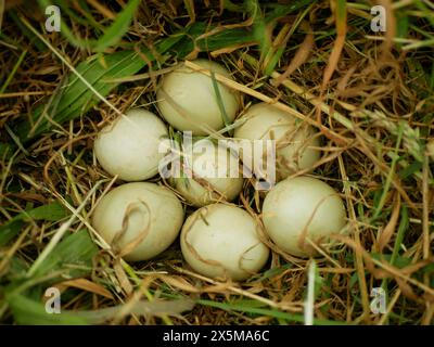 Pheasant common Phasianus colchicus bird nest eggs, young female sitting, hidden in bush ornithological observation, animal species meadow grass Stock Photo