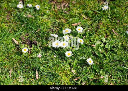 White daisies on the green grass. Spring background with daisies. Stock Photo