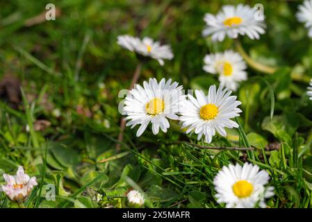 White daisies on the green grass. Springtime background. Stock Photo