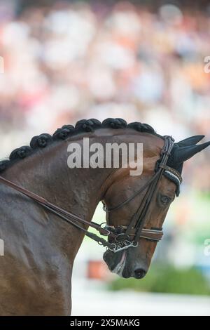 bay dressage horse with braided mane in dressage competition ring horse on the bit wearing leather double bridle with double reins ear cover over ears Stock Photo