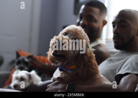 USA, Louisiana, Gay couple with dogs relaxing on sofa Stock Photo