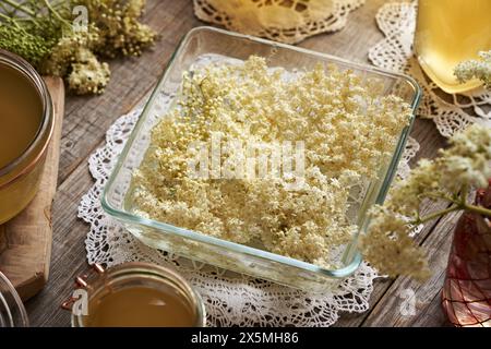 Preparation of herbal syrup from fresh elderberry flowers collected in spring Stock Photo