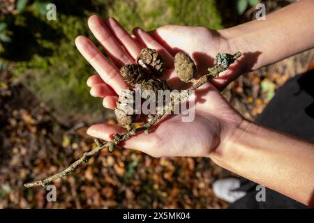 Close-up of woman''s hands holding pine cones Stock Photo