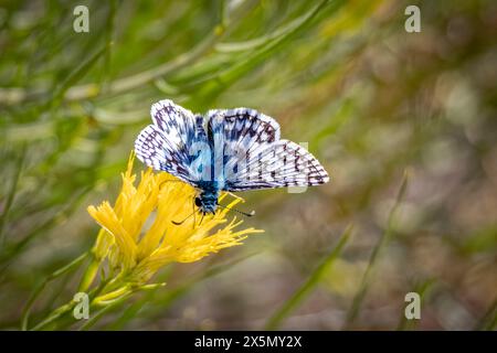 USA, Colorado, Fort Collins. Common checkered-skipper butterfly on flower. Stock Photo