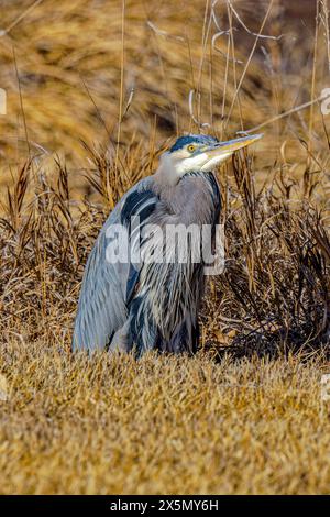 USA, Colorado, Fort Collins. Great blue heron close-up. Stock Photo