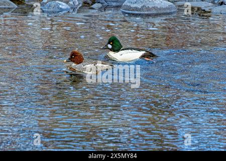 USA, Colorado, Fort Collins. Male and female common goldeneye ducks in water. Stock Photo