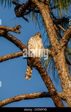 A perched coopers hawk in a slash pine tree.. Stock Photo