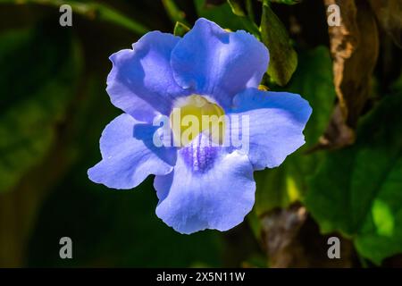 Blue flower Bengal Clock Vine, Fairchild Tropical Botanic Garden, Coral Gables, Florida. Thunbergia Grandiflora also know as Bengal Trumpet and Star of Mysore Stock Photo