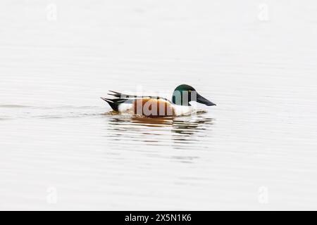 Northern Shoveler (Spatula clypeata) male in wetland, Marion County, Illinois. Stock Photo