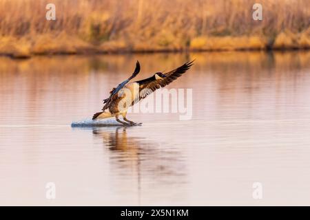 Canada Goose (Branta canadensis) landing in wetland, Marion County, Illinois. Stock Photo