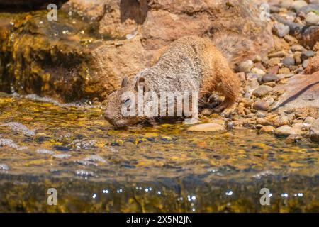 USA, New Mexico, Sandoval County. Rock squirrel drinking from fountain. Stock Photo