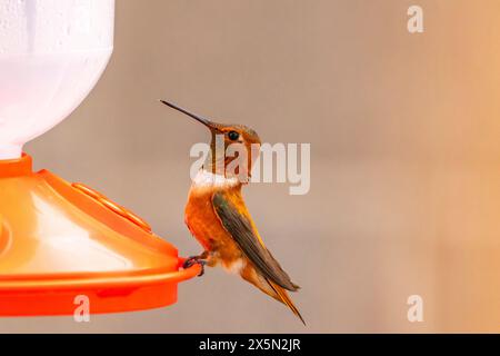 USA, New Mexico, Sandoval County. Male Rufous hummingbird at feeder. Stock Photo