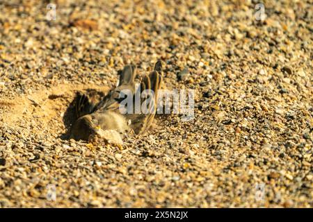 USA, New Mexico, Sandoval County. House sparrow taking dust bath. Stock Photo