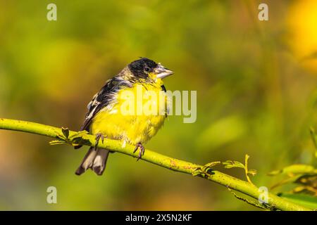 USA, New Mexico, Sandoval County, lesser goldfinch male. Stock Photo