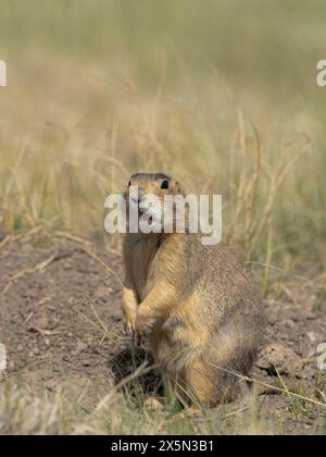 Gunnison's prairie dog, Valle Caldera National Preserve, New Mexico Stock Photo