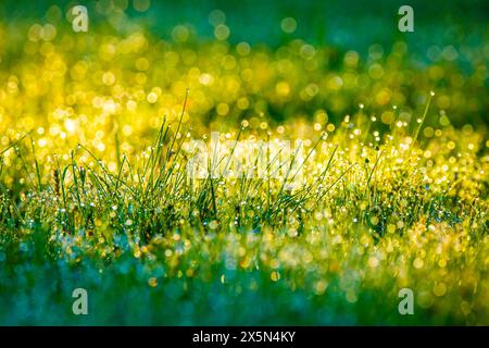 Beautiful close up morning dew green grass with round bokeh sunny background Stock Photo