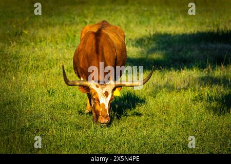 Famous Texas Longhorn American breed cow freely feeding at the ranch meadow summer morning Stock Photo