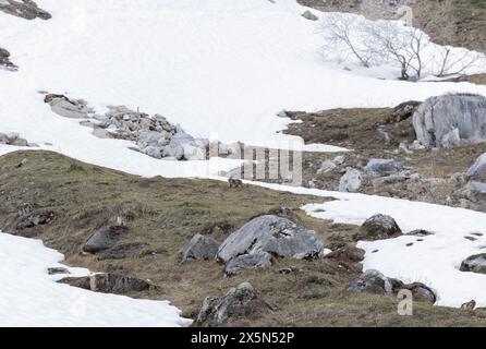 A skinny marmot (groundhog) emerges from hibernation in early May in the French Alpine ski resort of Tignes where grass slowly gains on snow cover. Stock Photo