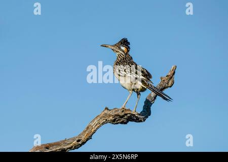 USA, Texas, Starr County. Santa Clara Ranch, greater roadrunner alert Stock Photo