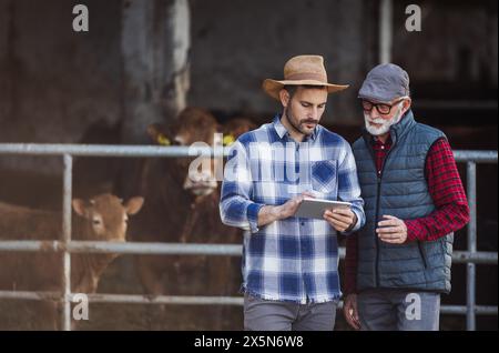 Two farmers, younger and mature man, looking at tablet and discussing in front of cattles in cowshed Stock Photo