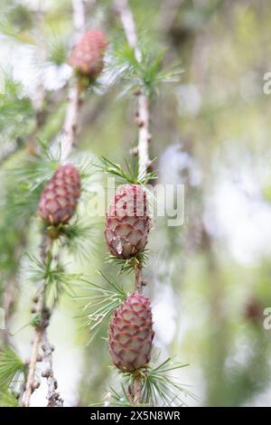 Pine cones in an arboretum or forest. Cones are brown. It's spring or early summer. Stock Photo