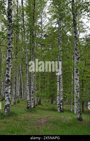 Fresh birch forest from the beginning of summer in Vitosha mountain, Bulgaria Stock Photo