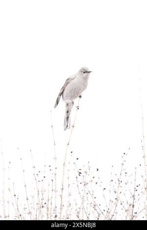 Townsend Solitaire songbird balancing on a weed stick on the Alberta prairies during spring migration. Stock Photo