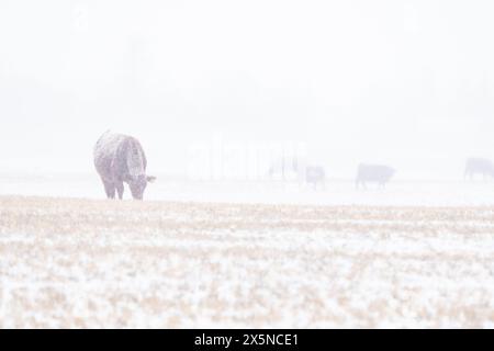 Cows grazing on a harvested field during an early spring snowfall on the Alberta prairies in Rocky View County Canada Stock Photo