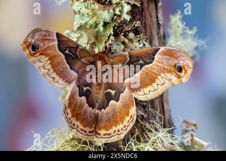 USA, Washington State, Sammamish. Female promethea silk moth on lichen covered branch Stock Photo